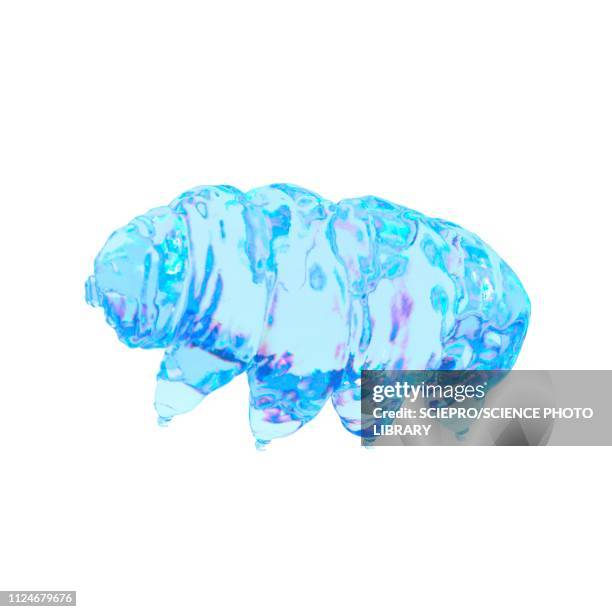 illustration of a water bear - tardigrade stock illustrations