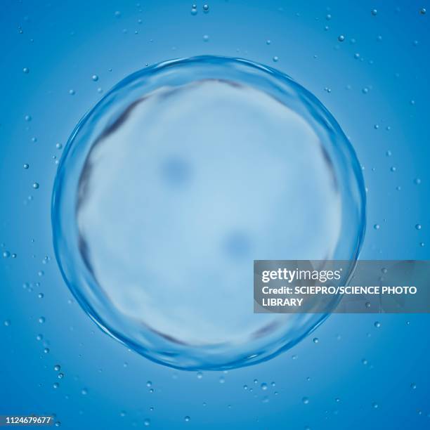 illustration of a human egg cell diverticaliding - nucleus stock illustrations