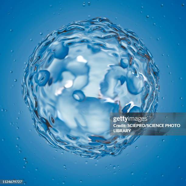 illustration of a basophil - cell nucleus stock illustrations