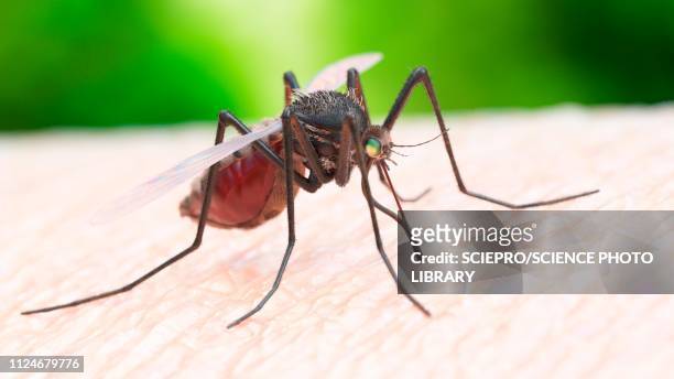 illustration of a mosquito biting - chewing stock illustrations