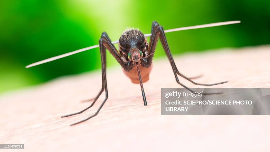 Illustration of a mosquito biting
