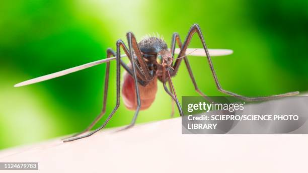 illustration of a mosquito biting - malaria stock illustrations