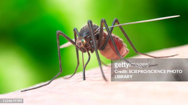 ilustraciones, imágenes clip art, dibujos animados e iconos de stock de illustration of a mosquito biting - dengue