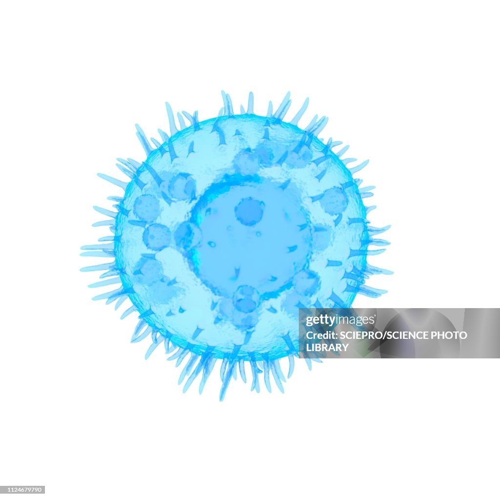 Illustration of a mast cell