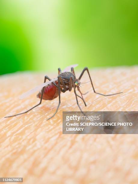 ilustraciones, imágenes clip art, dibujos animados e iconos de stock de illustration of a mosquito biting a human - dengue