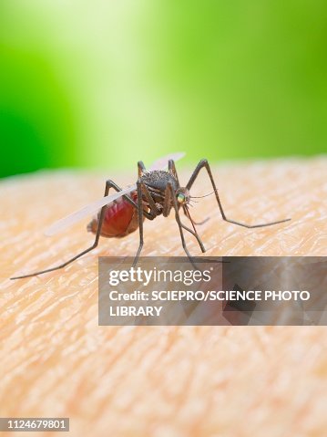 Illustration of a mosquito biting a human Illustration of a mosquito biting a human
