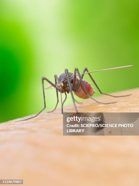 illustration of a mosquito biting a human - malaria stock illustrations