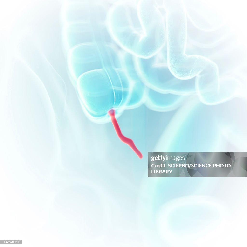 Appendix Without Label Illustration Of The Appendix High-Res Vector Graphic - Getty Images