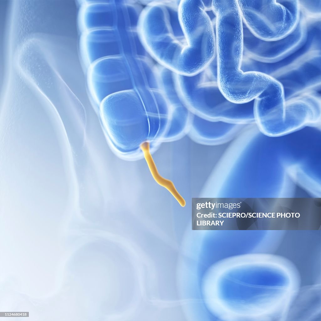 Illustration Of The Appendix High-Res Vector Graphic - Getty Images