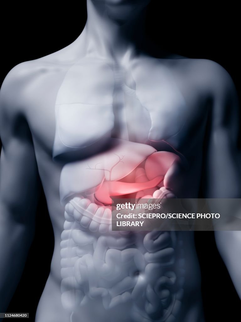 Illustration of the human pancreas