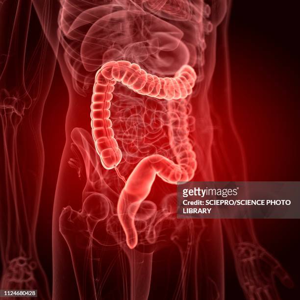 illustration of the large intestine - gout stock illustrations