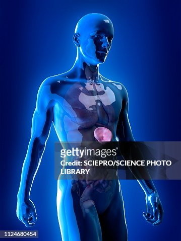 Illustration Of The Spleen High-Res Vector Graphic - Getty Images