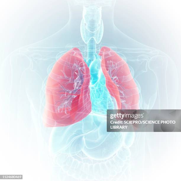 ilustrações, clipart, desenhos animados e ícones de illustration of the lung - brônquio traqueia