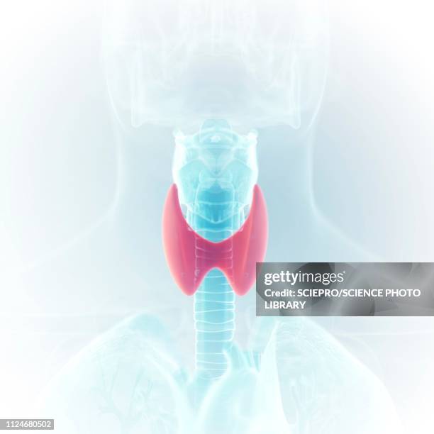 illustration of the thyroid - thyroid gland stock-grafiken, -clipart, -cartoons und -symbole