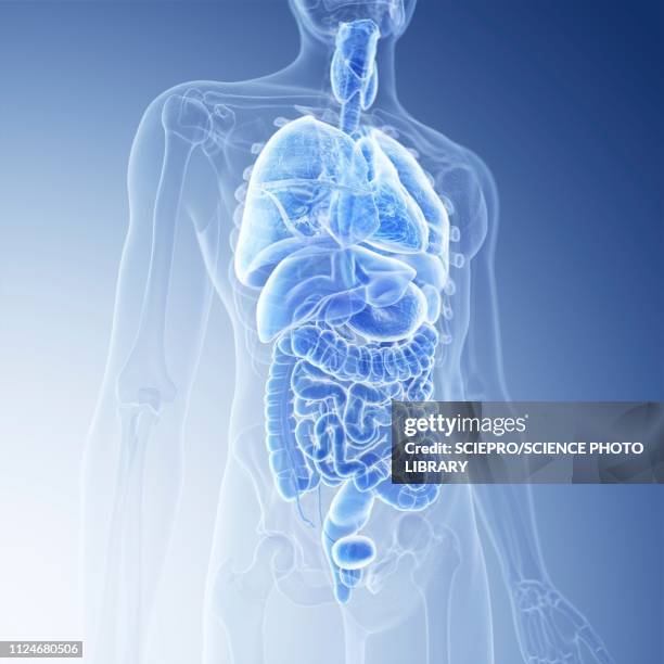 ilustraciones, imágenes clip art, dibujos animados e iconos de stock de illustration of the human organs - órganos internos