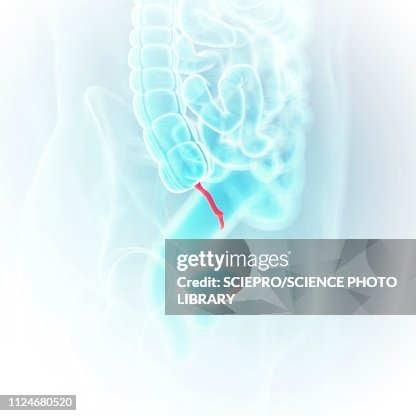Apendix Drawing Illustration Of The Appendix High-Res Vector Graphic - Getty Images