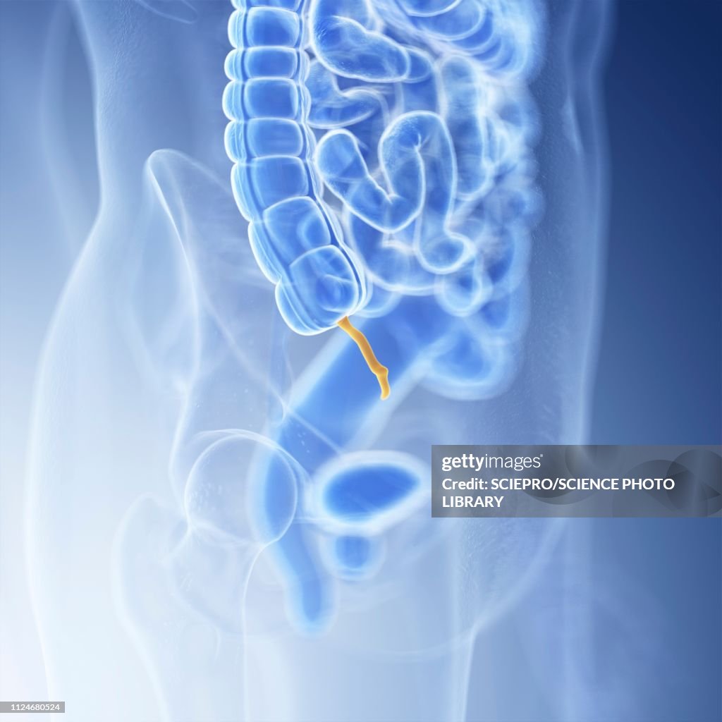 Illustration Of The Appendix High-Res Vector Graphic - Getty Images