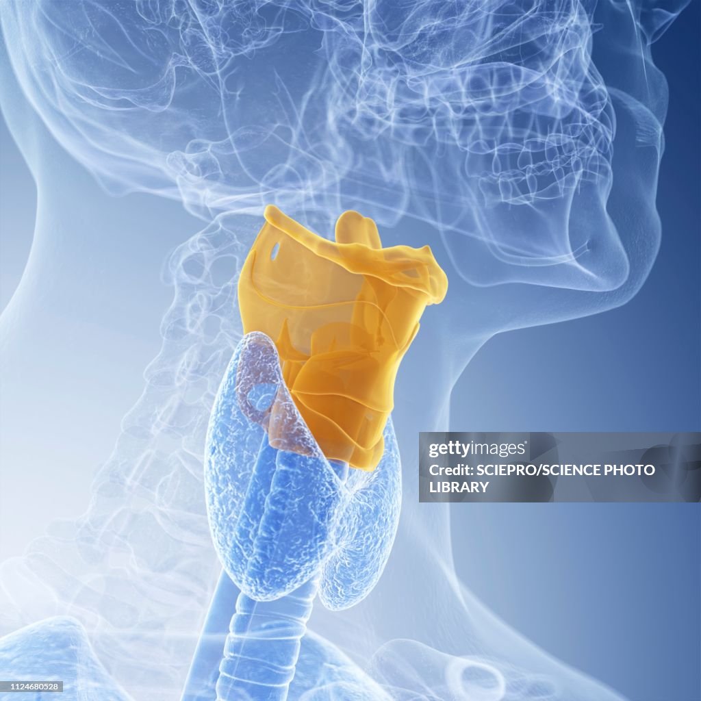 Illustration of the larynx