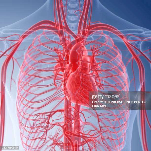 ilustraciones, imágenes clip art, dibujos animados e iconos de stock de illustration of the human heart - aorta