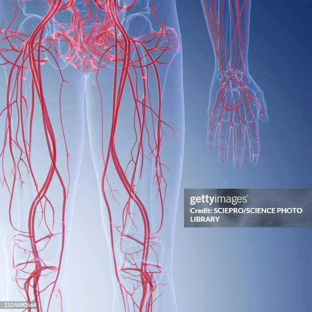 illustration of the blood verticalessels of the legs - legs stock illustrations