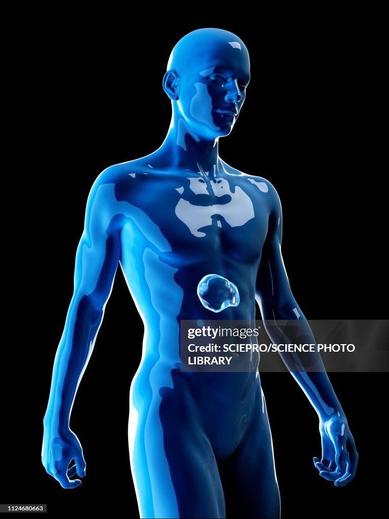 Illustration Of The Human Spleen High-Res Vector Graphic - Getty Images