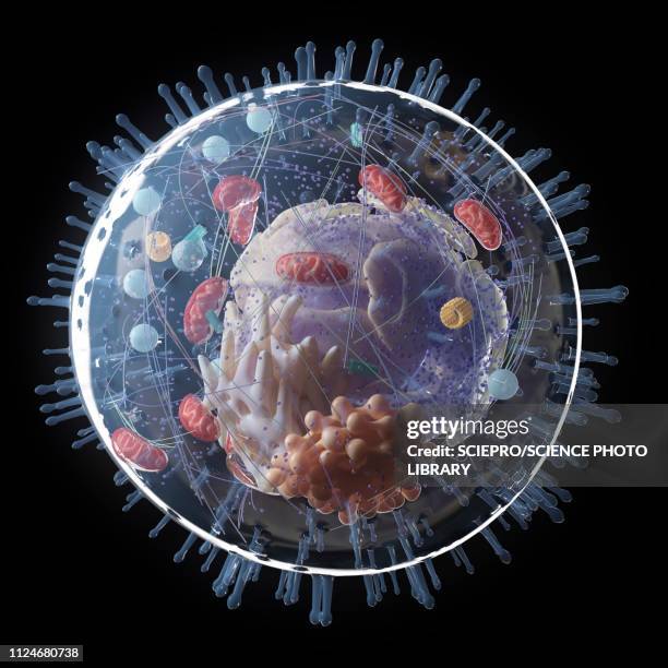 illustration of human cell anatomy - nucleus stock illustrations