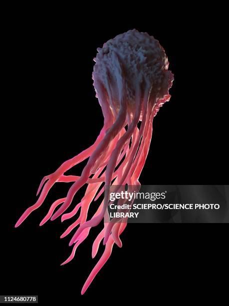 illustrazioni stock, clip art, cartoni animati e icone di tendenza di illustration of a macrophage - macrofago