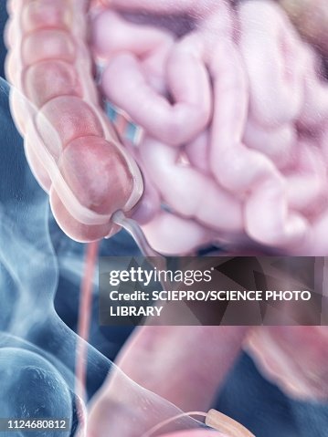Animated Appendix Illustration Of The Human Appendix Anatomy High-Res Vector Graphic ...