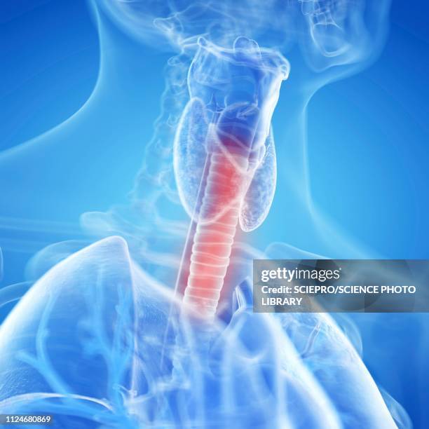 Trachea Dysfunction Trachea High Res Illustrations - Getty Images