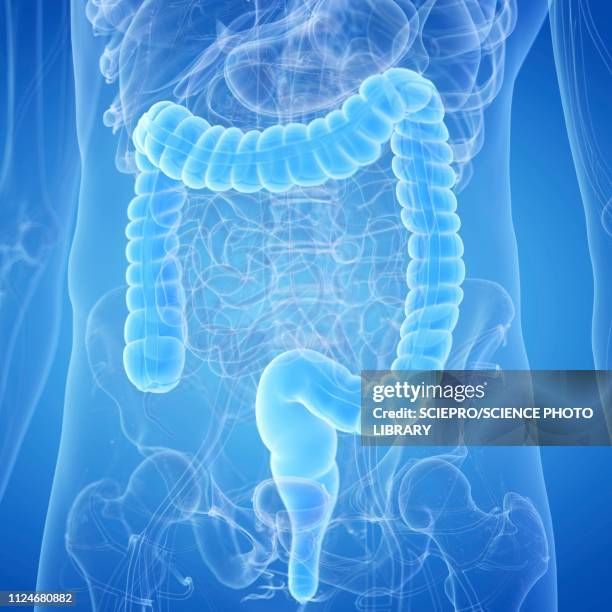 illustration of a human colon - colon stock illustrations