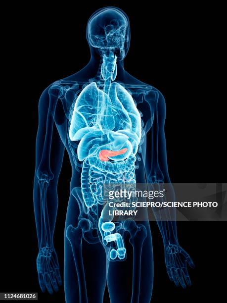 illustration of the pancreas - insulin stock illustrations