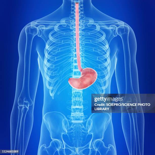 illustration of the human stomach - 食道点のイラスト素材／クリップアート素材／マンガ素材／アイコン素材