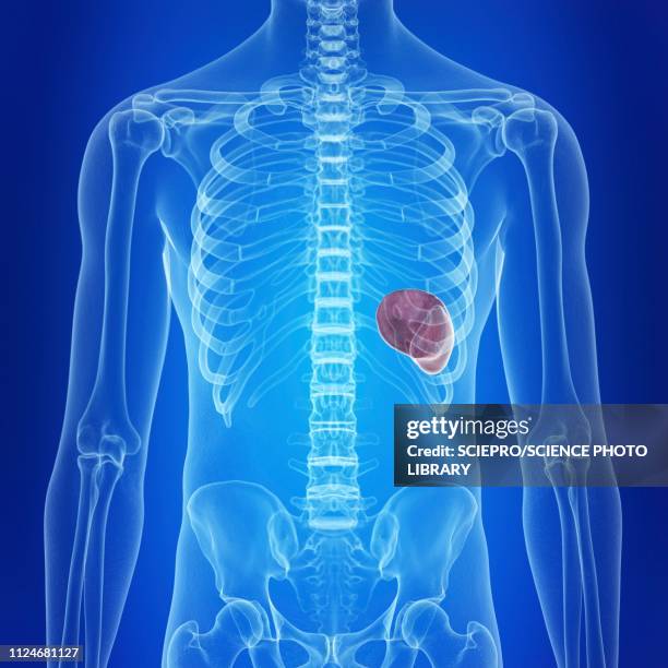 illustration of a healthy spleen - spleen 幅插畫檔、美工圖案、卡通及圖標