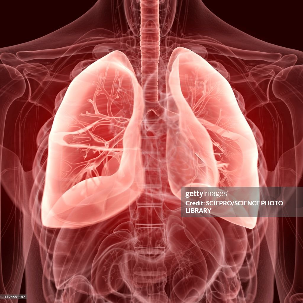 Illustration of the lungs