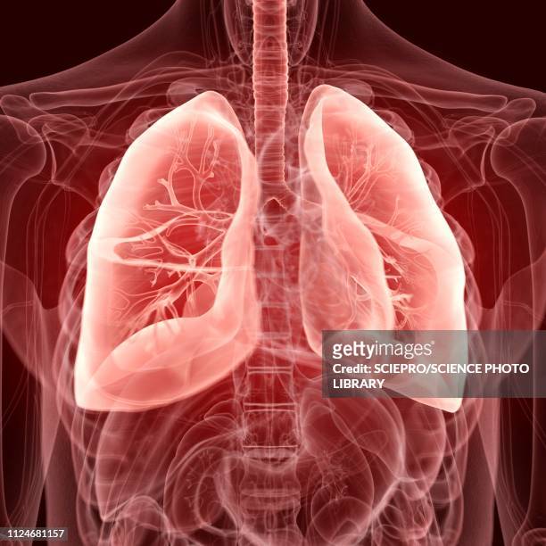 illustration of the lungs - human lung stock illustrations
