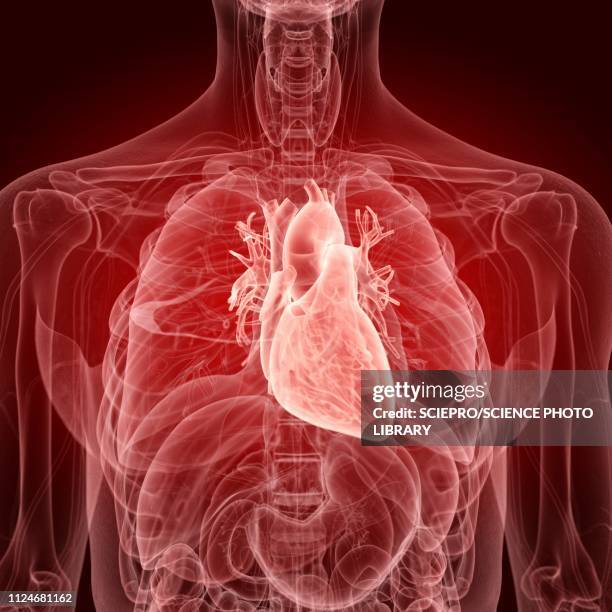 ilustrações de stock, clip art, desenhos animados e ícones de illustration of the human heart - condição