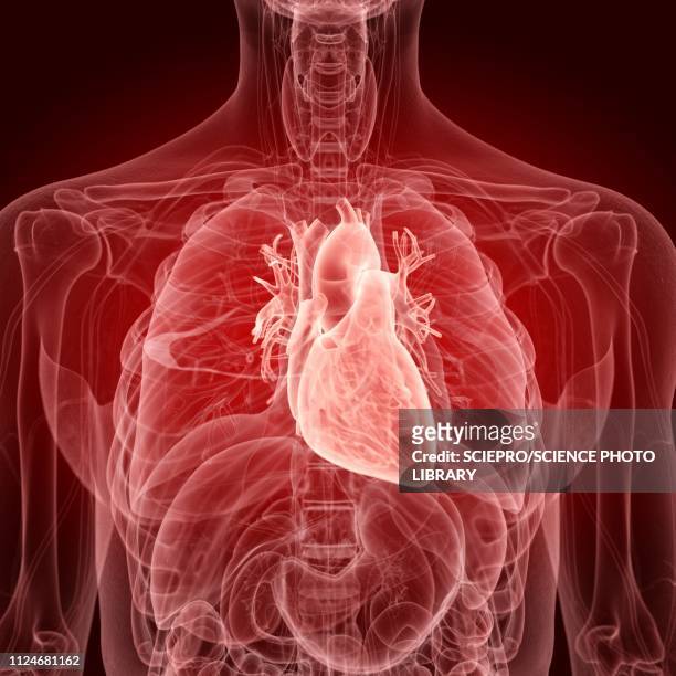 illustration of the human heart - inflammation stock illustrations