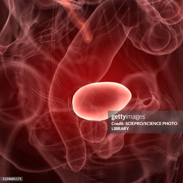 illustration of the bladder - gout stock illustrations