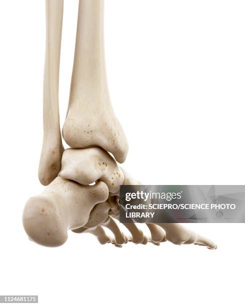 illustrazioni stock, clip art, cartoni animati e icone di tendenza di illustration of human foot bones - osso humano