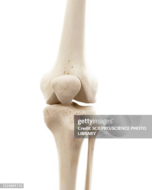 illustration of human knee bones - joint body part stock illustrations