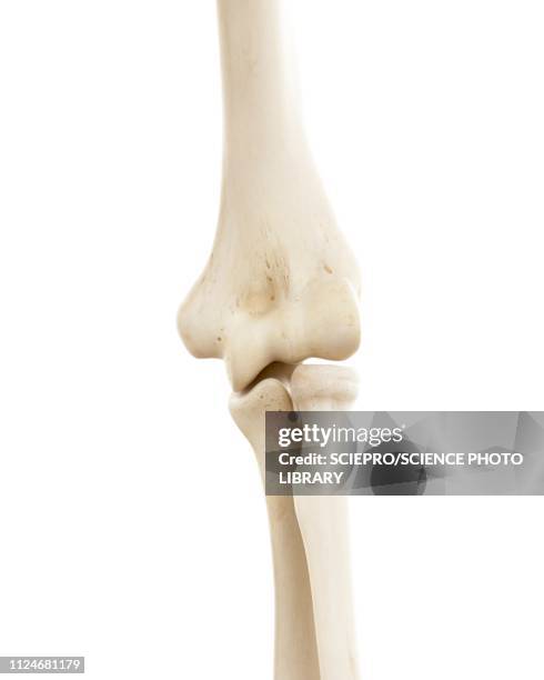 ilustraciones, imágenes clip art, dibujos animados e iconos de stock de illustration of human elbow bones - radio hueso del brazo