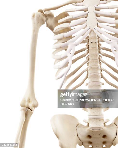 illustration of the human thorax - humerus stock illustrations
