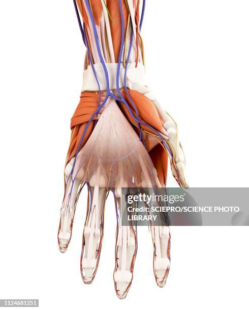 ilustrações, clipart, desenhos animados e ícones de illustration of the human hand anatomy - punho