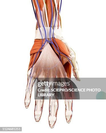 Human Male Hand Illustration Of The Human Hand Anatomy High-Res Vector Graphic - Getty ...