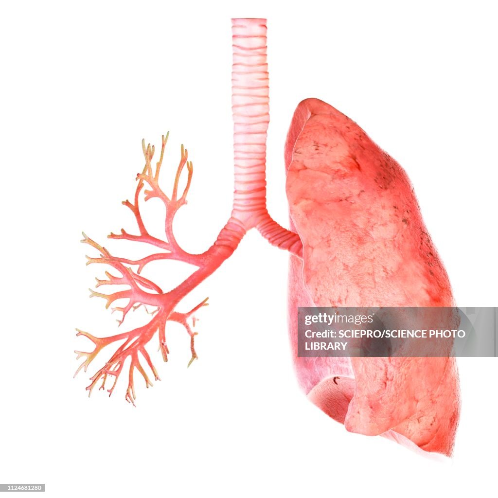Bronchi Draw Illustration Of The Human Lung And Bronchi High-Res Vector Graphic ...