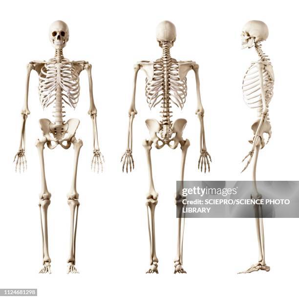 illustration of the human skeleton - human skeleton stock illustrations