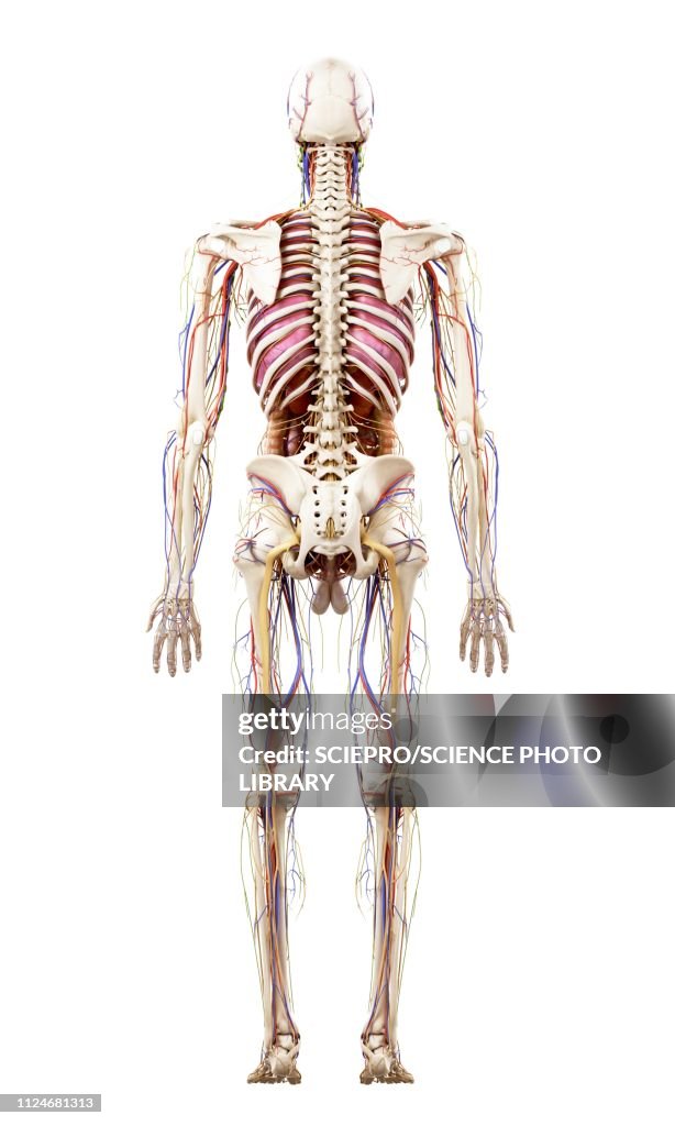 Illustration Of Human Anatomy High Biology Diagrams