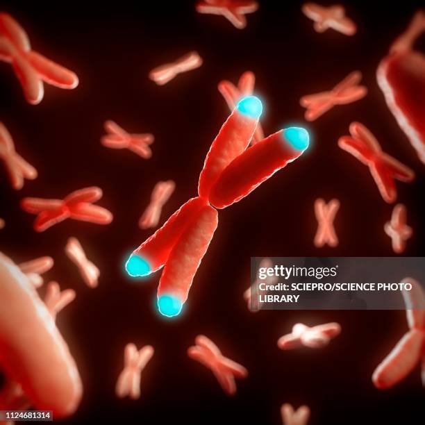 ilustrações de stock, clip art, desenhos animados e ícones de illustration of telomeres - investigação genética