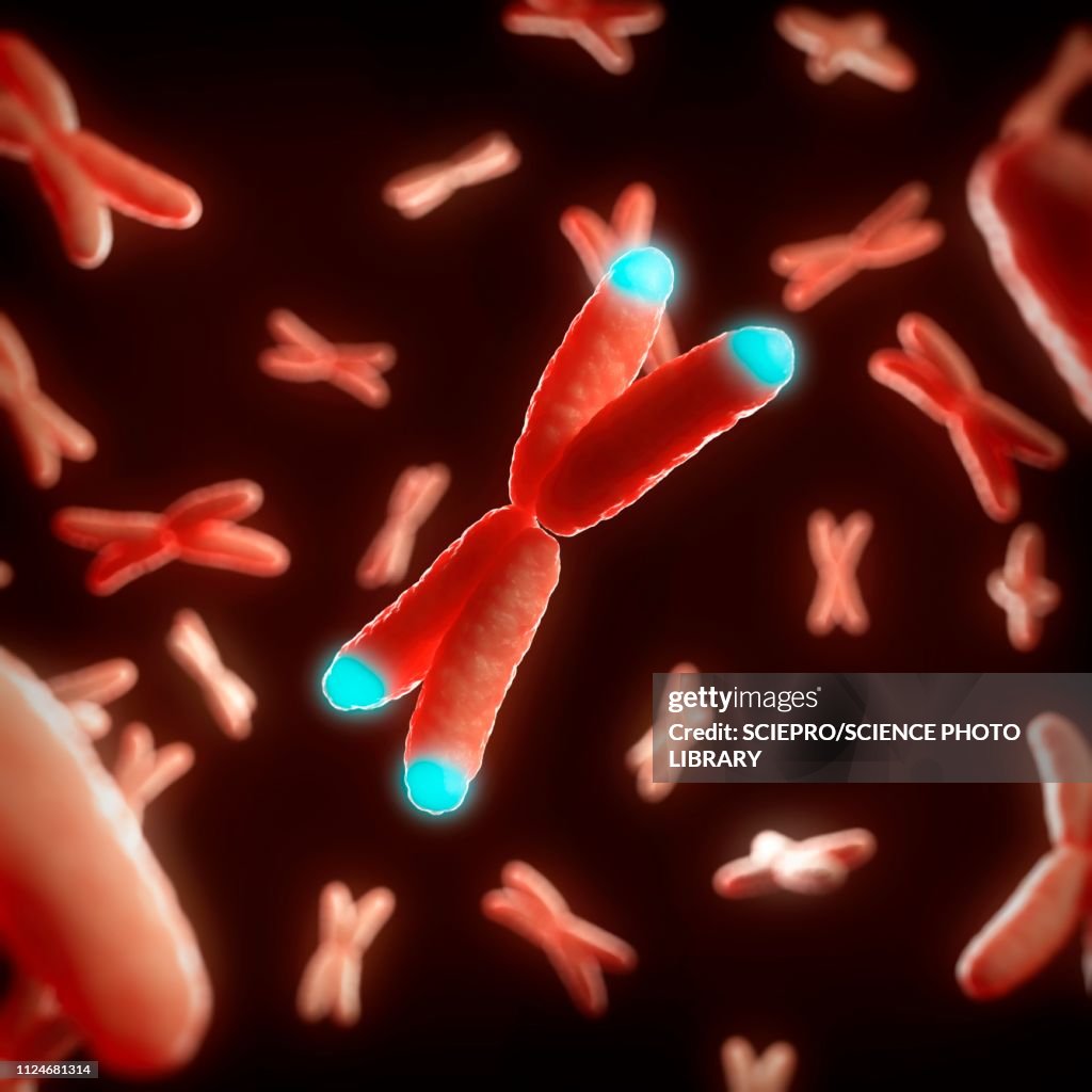Illustration of telomeres