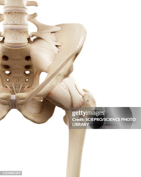 Coxit 153 Coccyx Joint Stock Photos, High-Res Pictures, and Images - Getty Images